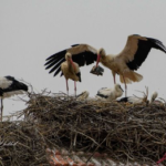 2 White Stork nests with a total of 5 White Storks in them