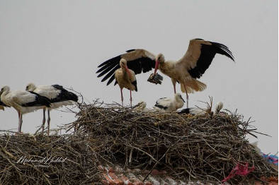 White Stork Census (Batna province – Algeria)