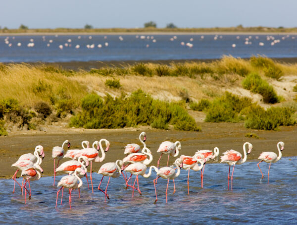 Flamingos standing around in a wetland in the Camargue, where MAW has launched its new Red Alert