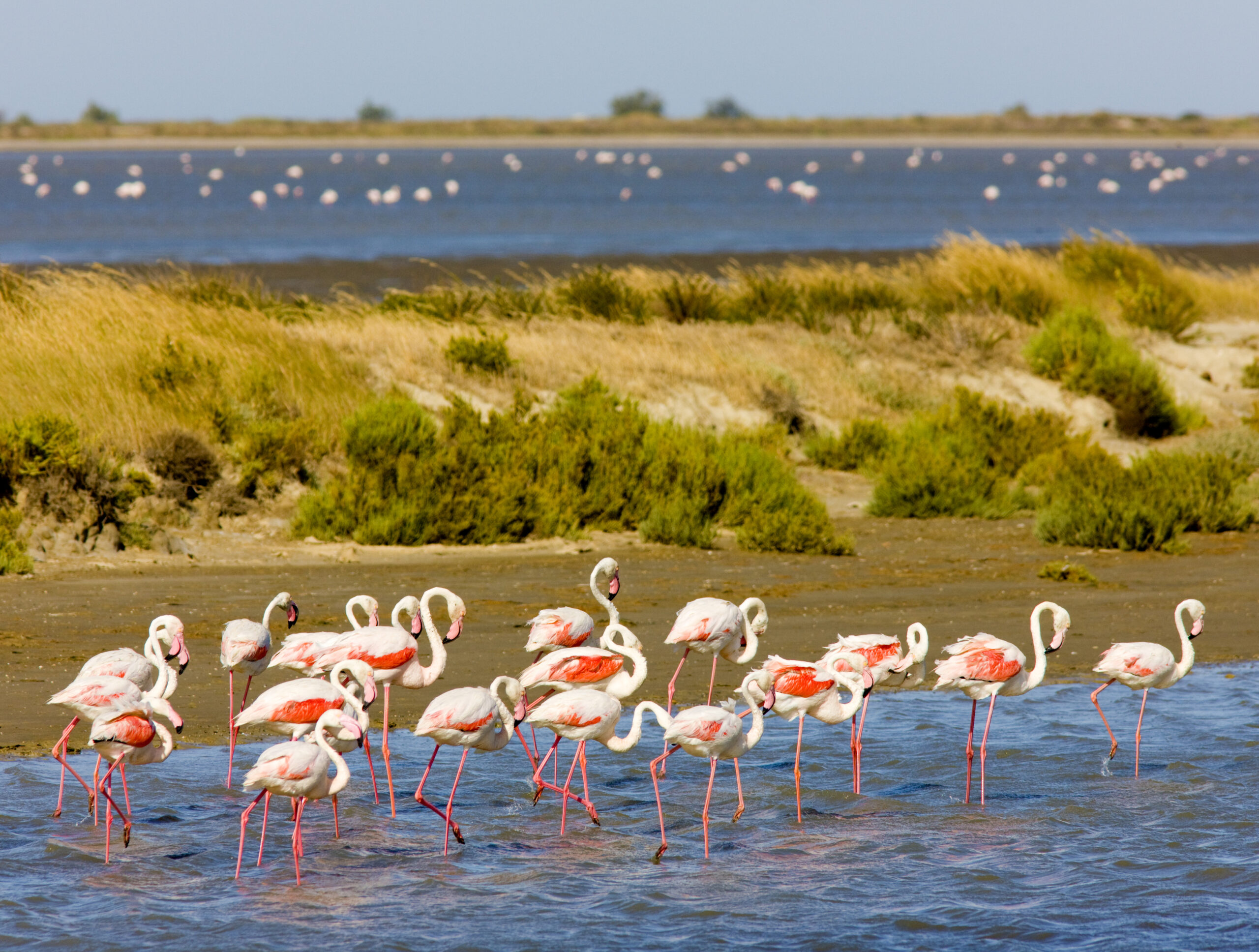 Flamingos standing around in a wetland in the Camargue, where MAW has launched its new Red Alert