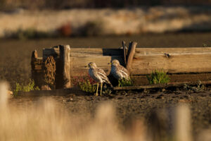 Stone Curlew on Ulcinj salina © Slavko Nikolić