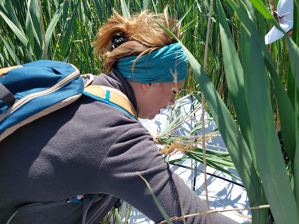 Featured image for “Improving Biodiversity Knowledge and Informing Management Practices for Lake Dojran”