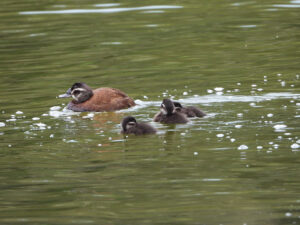 The endangered white-headed duck at Sidi Boughaba