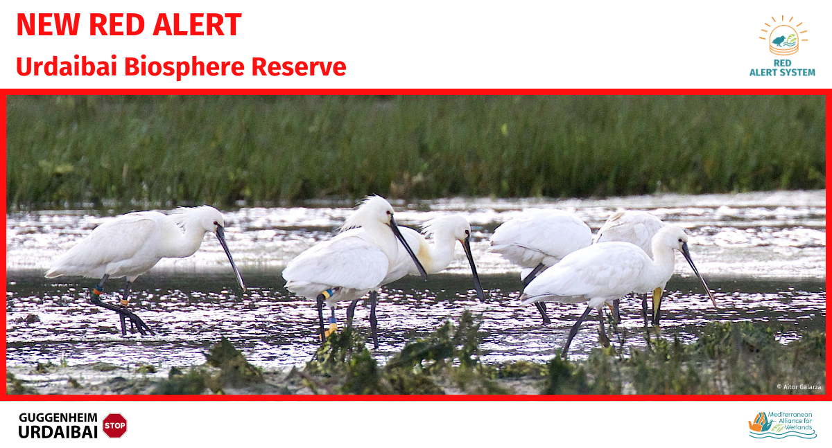 Featured image for “Urdaibai Red Alert is officially launched”
