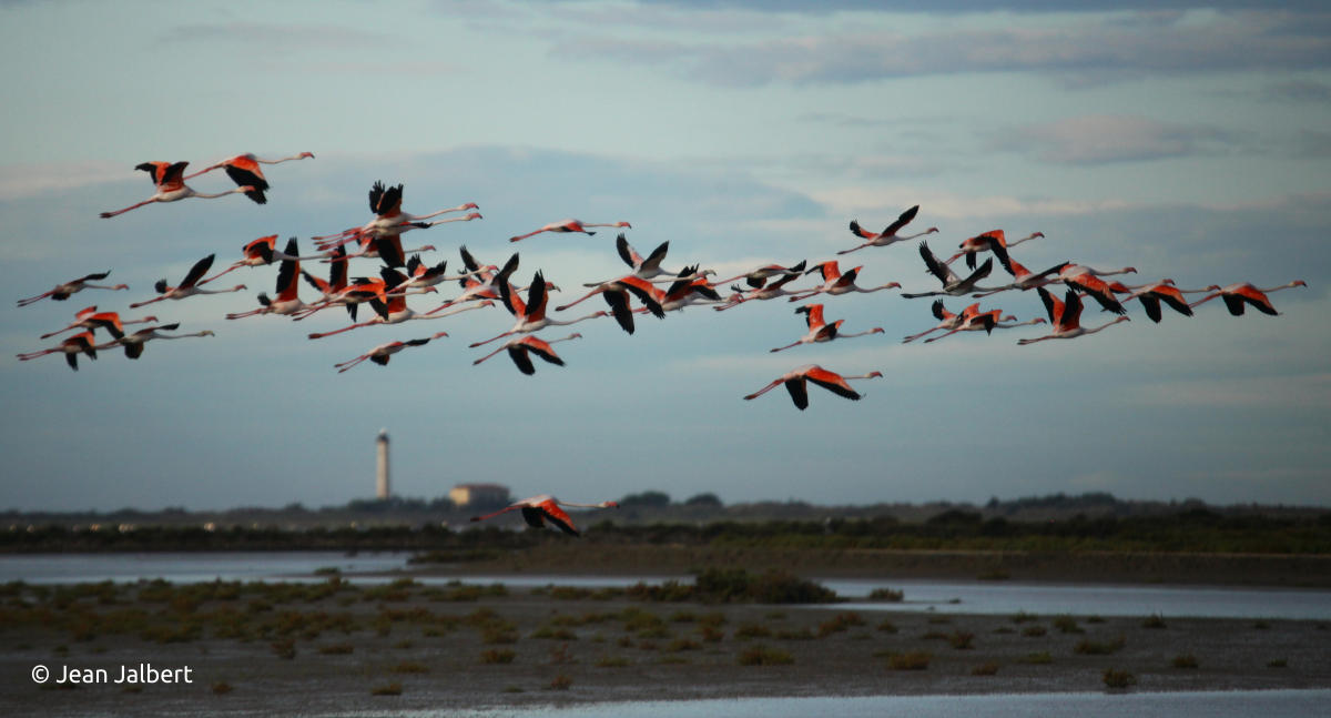 Featured image for “Update on the Camargue Red Alert”