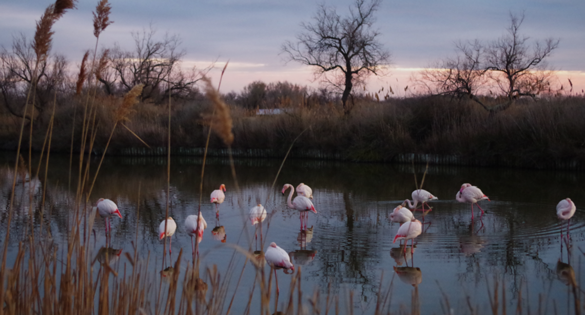 Featured image for “Camargue Red Alert: From local debate to international stage”