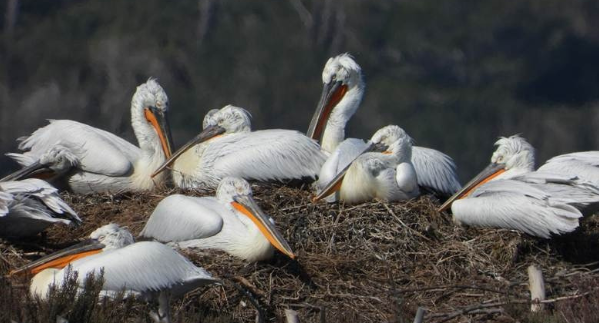 Featured image for “IUCN Congress Confirms: Protected Areas Are Not Sites for Unsustainable Tourism”