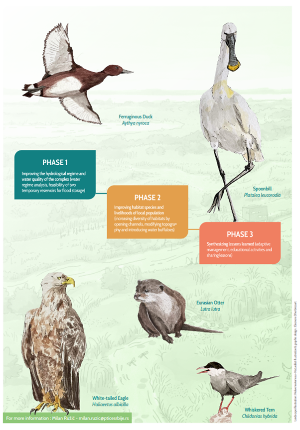 Illustration of the different phases of the restoration project, including illustrations of key species