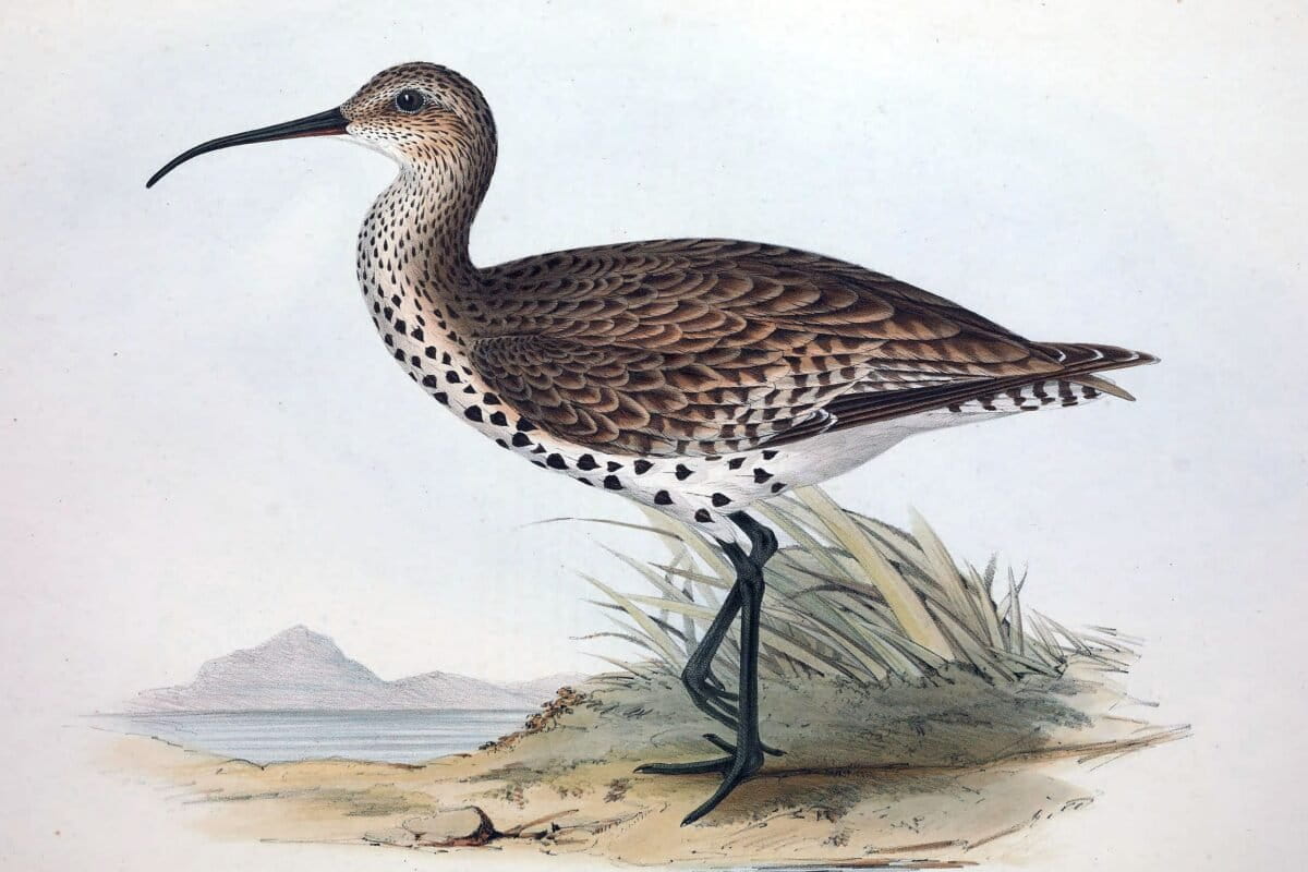 Featured image for “A Heartbreaking Loss: The Slender-billed Curlew Officially Declared Extinct”