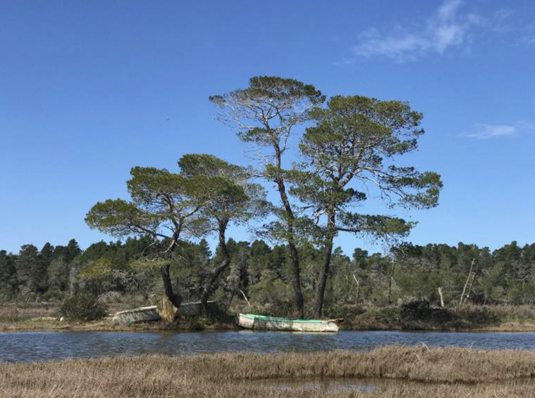 Featured image for “The IUCN Members’ Assembly: Guiding Global Conservation Priorities”