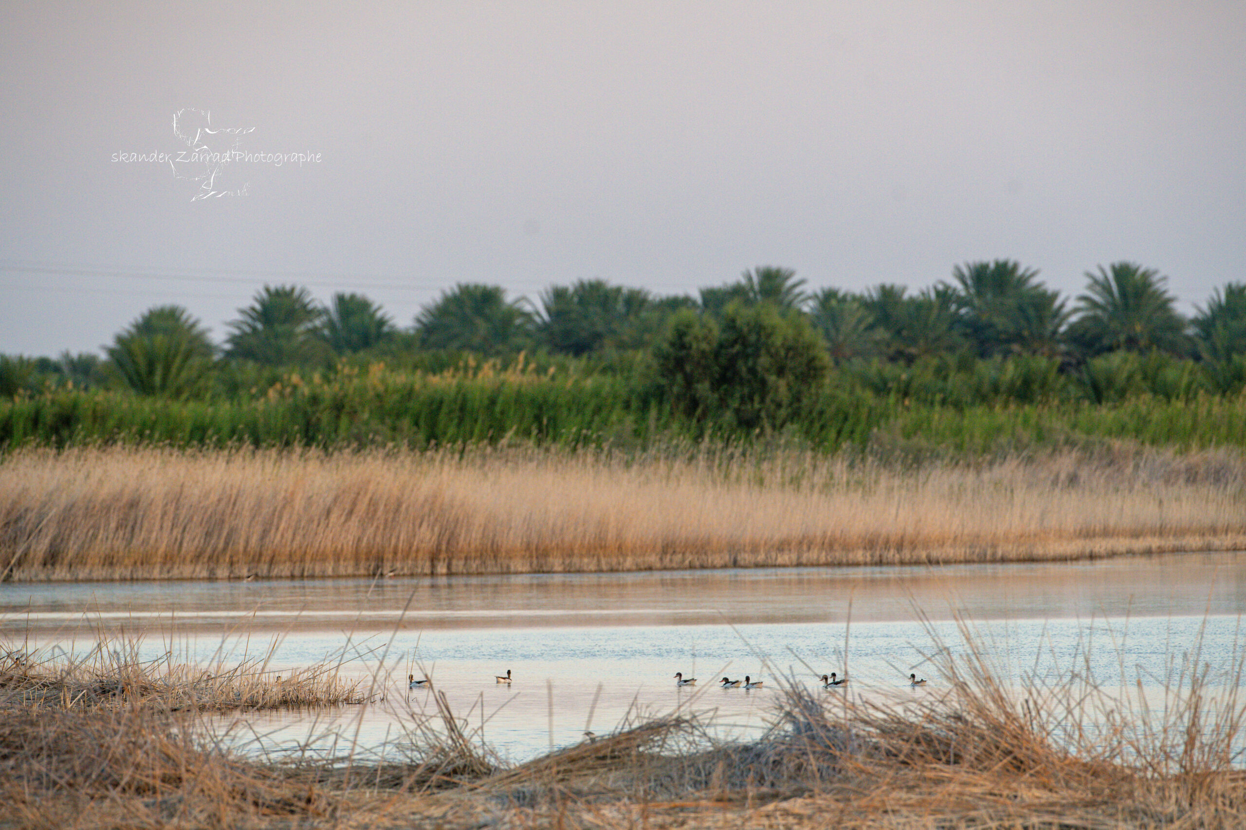 Featured image for “Enhancement and Conservation of the Oasis Wetlands of Douz”